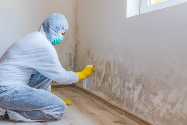 Licensed Mold Inspection service in Haskell, TX - WQB Mold Removal